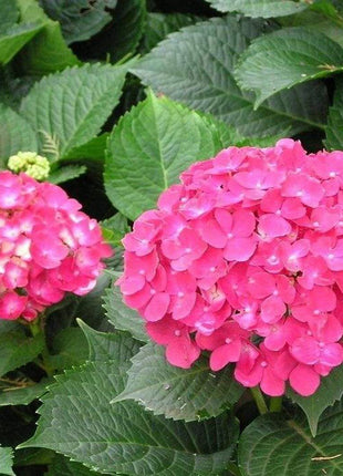 20 pcs/Pack Hydrangea Seed Bonsai Flower Seeds Hydrangea Perennial Garden Home