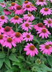 Pink / 100 Seeds