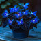 Begonia