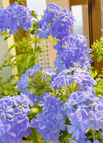 200 Seeds(Save $15)