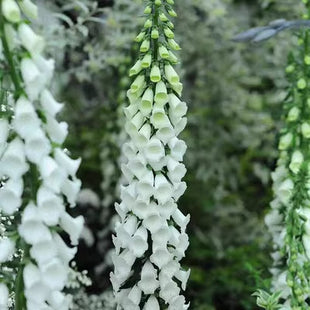 Foxglove Seeds Digitalis Purpurea Seeds