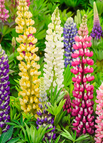 Mixed colors / 100 Seeds(Save $8)