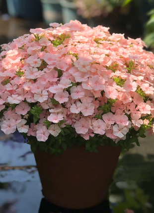 💐Garden Verbena Seeds