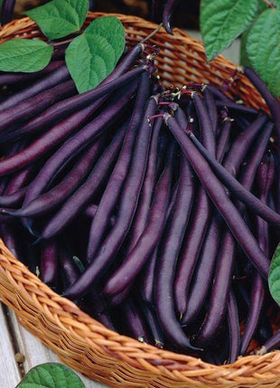 Bean Amethyst