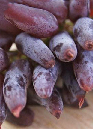 Advanced Finger Grape Fruit Seeds