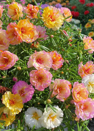 🌹Moss Rose—Immortal Flower