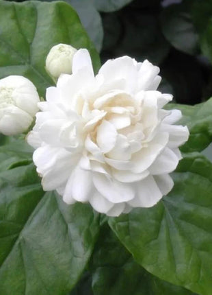 100+Climbing Jasmine Flower Seeds Fragrant Plant for Planting Garden Home Four Seasons Evergreen Silver Jasmine Garden Balcony Climbing Flower Non-GMO