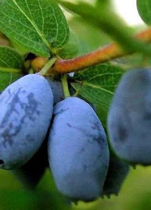 Egrow 50Pcs,100Pcs/Pack Lonicera Caerulea Fruit Seeds Home Garden Plants Honeyberry Blueberry Seeds