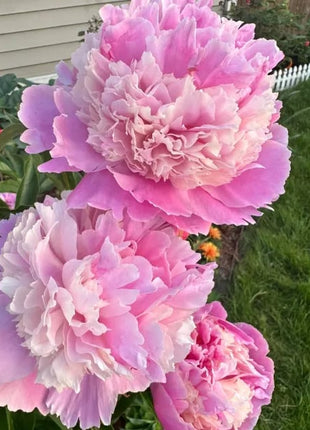 🔥LAST DAY 45% OFF🌺THE QUEEN OF FLOWERS—DOUBLE PETALED PIANI
