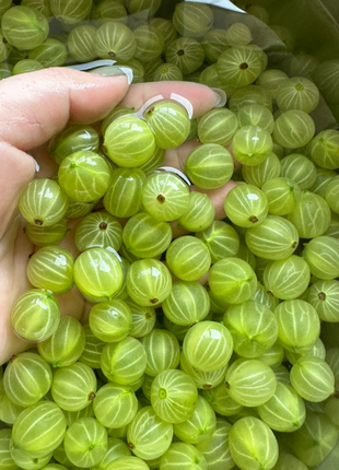 Multicolor Gooseberry Seeds