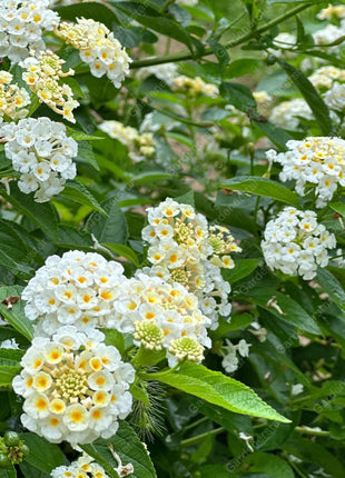 🌺Colorful Elf Lantana Seeds - Repels Mosquitoes And Flies