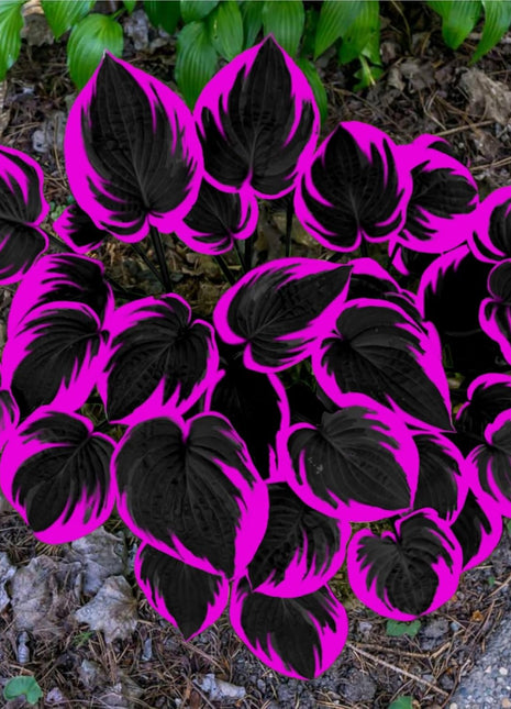 800 PCS Rare Hosta Seeds – Beautiful Shade-Tolerant Perennials for Garden Borders & Walkways