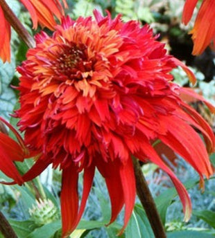 Echinacea 'Hot Papaya' Flower Rare Heirloom Fire Red Coneflower 50pcs/pack