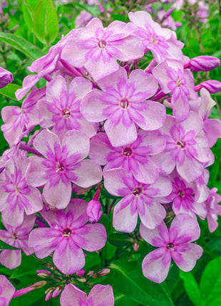 Smile Phlox