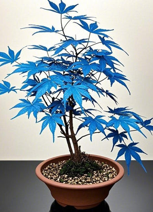 10pcs Rare Blue Japanese Ghost Maple Seeds – Unique Blue-Tinted Foliage for Elegant Bonsai & Gardens