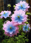 Blue & Pink / 50 Seeds