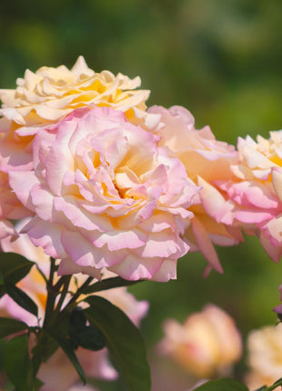 Peaceful Roses - The Messenger of Peace