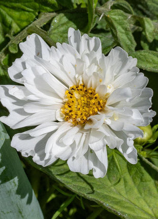 Snow Puff