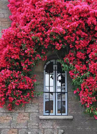Climbing Plants Mix Seeds