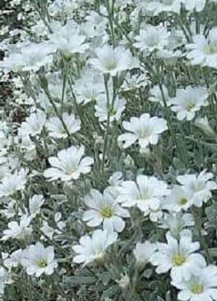 SNOW IN SUMMER (Chickweed) Cerastium Biebersteinii Flower Seeds