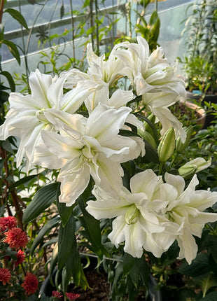 Lily Bulbs