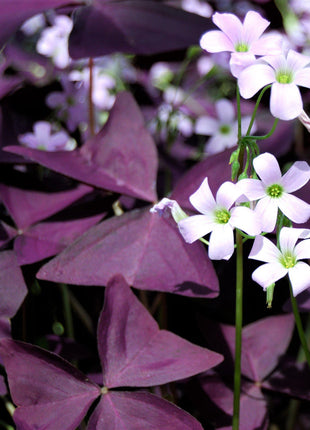 10PCS Oxalis Triangularis Purple Shamrock Good Luck Plant