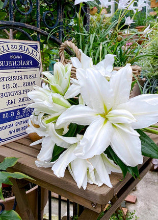 Lily Bulbs