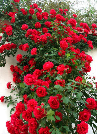 Climbing Rose Seeds