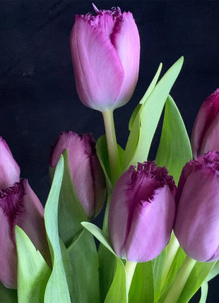 Frill Tulip seeds