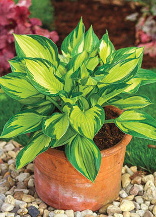 Colored Hulk Hosta