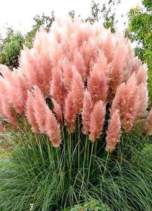 Pampas Grass Magic Garden Seeds