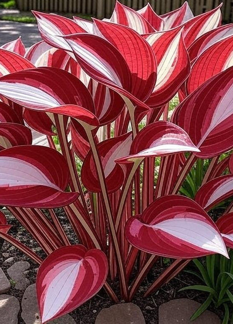 800 PCS Mixed Color Hosta Seeds, Easy to Grow Perennial, Shade-Tolerant, Low Maintenance, Ideal for Borders & Shady Gardens