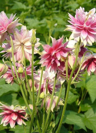NORA BARLOW Pink COLUMBINE Aquilegia Caerulea Flower Seeds