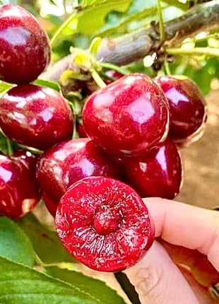 🍒Rainier Cherry Fruit Seeds(🌿99% Germination)