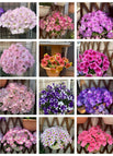#Mix Colors / 2000 Seeds