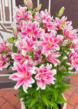Lily Bulbs