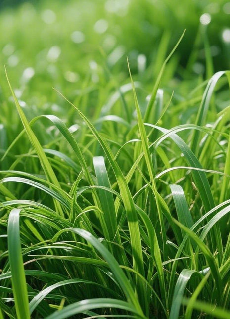 Zoysia Lawn Grass Seeds 3000pcs – Heat-Tolerant, Weed-Suppressing, Ideal for Summer Planting