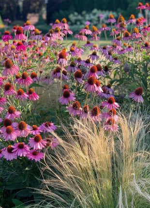 Purple Coneflower Seeds Echinacea Purpurea Seeds