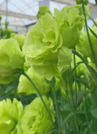 🌺Lisianthus – Sincere Love