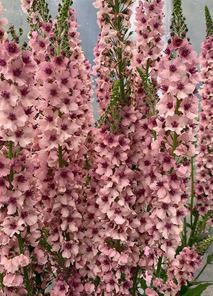 Verbascum Southern Charm Mixed