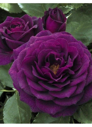 50pcs/Bag Climbing Rose Seeds