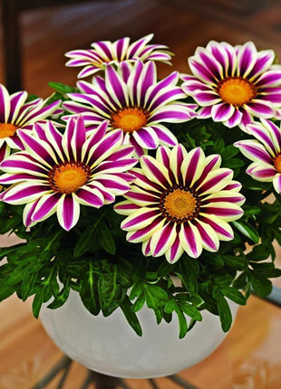 Medal Chrysanthemum Seeds - Flower of Glory