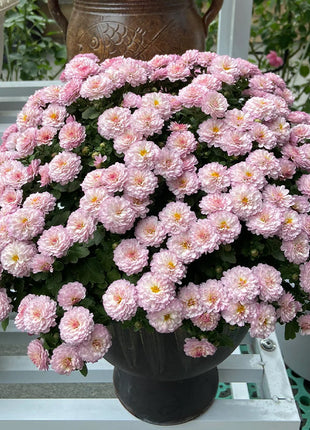 🌸Candy Chrysanthemum Seeds