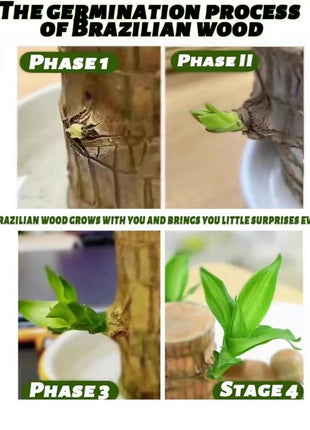 Charming Brazilian Wood with Ceramic Pot & Mysterious Doll – A Touch of Green and Magic for Your Home