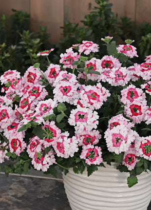 💐Garden Verbena Seeds
