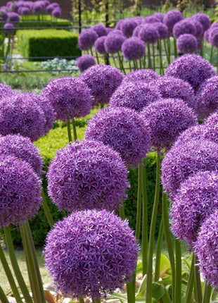 Garden Outdoor Giant Allium Giganteum Beautiful Flower Seeds Bonsai Plant Seeds