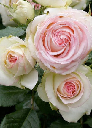 【 Repeat Blooming】🌹Climbing Rose Seeds - Luck Rises