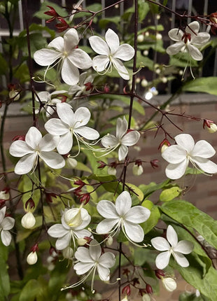 🌼Weeping Jasmine Seeds - White Jade Butterfly