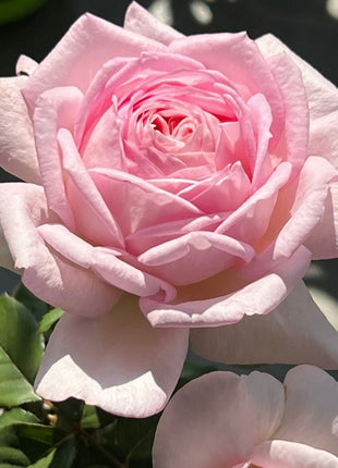 Rare Colorful Rose Plant Seeds for Home Garden