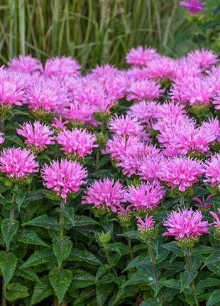 Bee Balm Collection